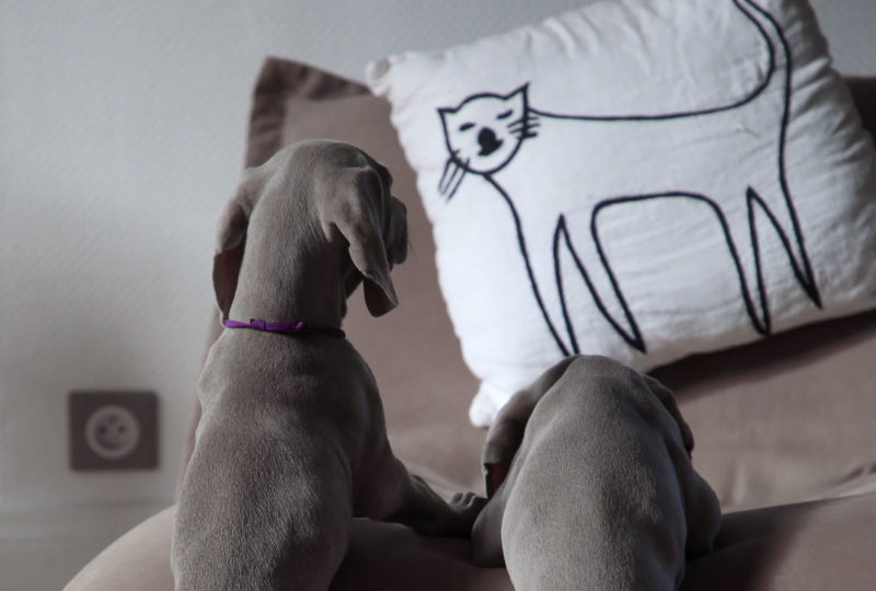 Kissenschlacht. Was macht ein gutes Kopfkissen aus?